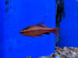 Cherry Barb