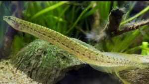 Zig Zag Yellow Tail Eel