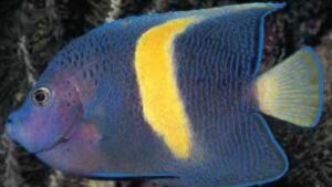 Maculosus Angelfish