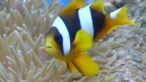 Madagascar Clownfish