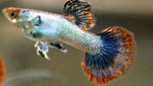 Magenta Guppy