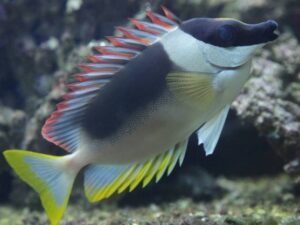 Magnificent Rabbitfish
