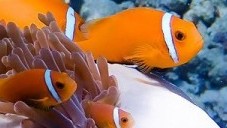 Maldive Clownfish