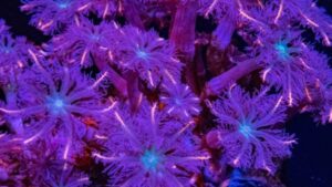 Mandarin Clove Polyps Clavuaria