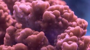 Mandarin Setosa Montipora
