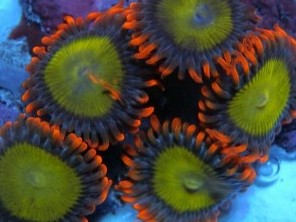 Mandarin Orange Zoas