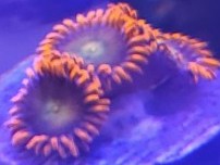 Mango Fusions Zoas