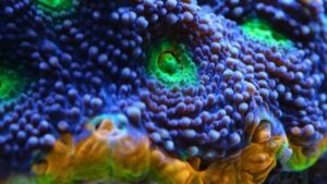 Mango Tango Echinata