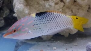 Marble Hortulanus Wrasse