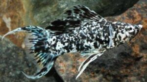 Marble Lyretail Molly