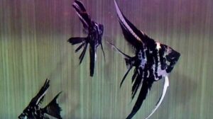 Marble Veil Angelfish