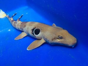 Marbled Bamboo Cat Shark