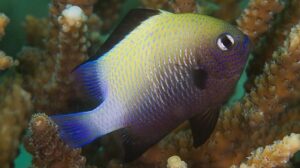 Marginated Damselfish