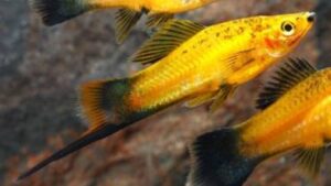 Marigold Wag Swordtail