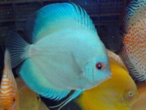 Marine Blue Discus