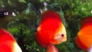 Marlboro Super Red Discus