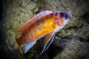 Fuelleborni Cichlid, Marmalade