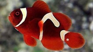 Maroon Clownfish