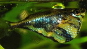 Marthae Silver Hatchet