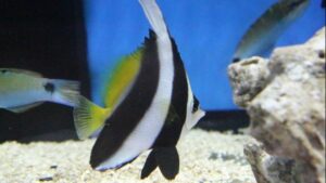 Masked Bannerfish