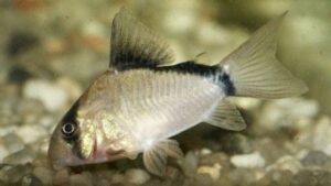 Masked corydoras