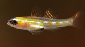 Masked Goby