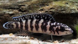 Masked Julie Cichlid