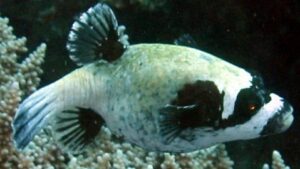 Masked Puffer