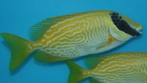 Masked Rabbitfish