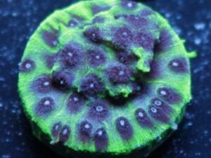 Master PPE Cyphastrea