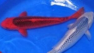 Matsuba High Quality Koi