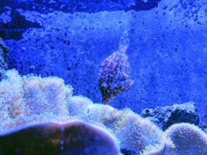 Matted Filefish