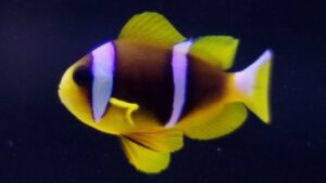 Mauritian Clownfish