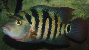 Mayan Cichlid