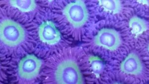 Mean Green Zoas
