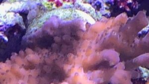 Medussas Hair Acropora