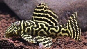 Mega Clown Pleco L340 LDA19
