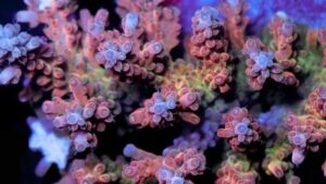 Menchie Signature Acro