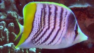 Mertensii Butterflyfish