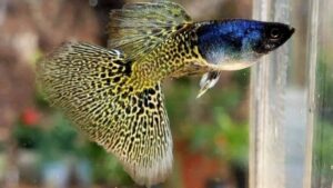 Metal Lace Gold Guppy