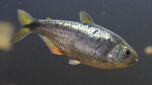 Mexican Tetra