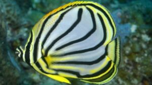 Meyers Butterflyfish