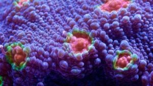 Miami Hurricane Chalice