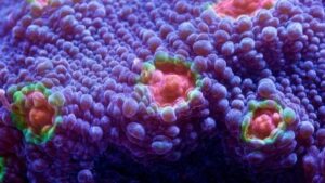 Miami Hurricane Chalice Mycedium