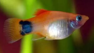 Mickey Mouse Platy