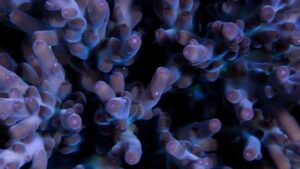 Micronesian Mauve Acro