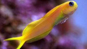 Midas Blenny