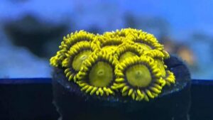 Midas Zoas