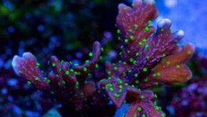 Midnight Dynamite Monti