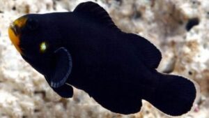 Midnight Ocellaris Clownfish